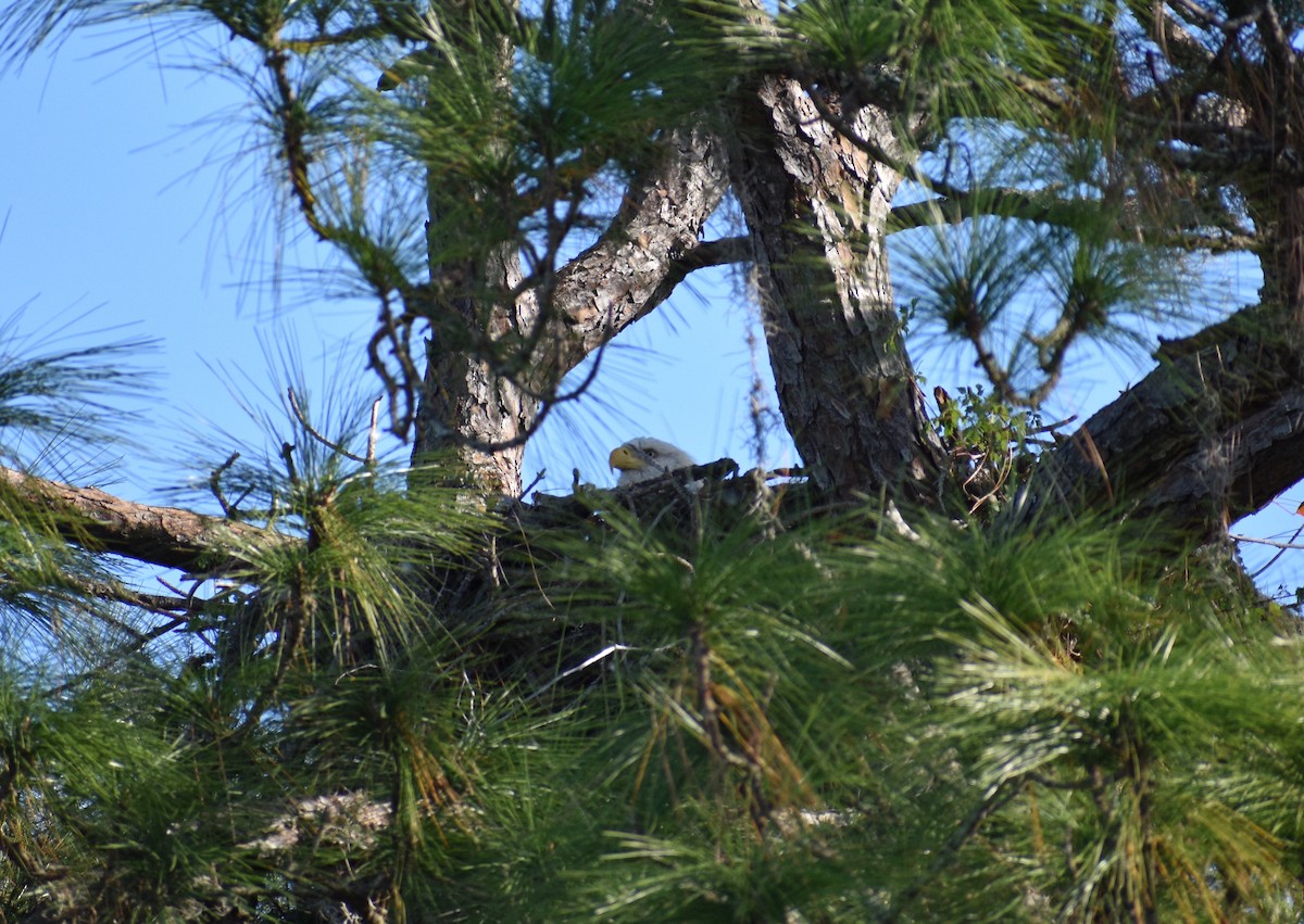 Bald Eagle - ML646005485