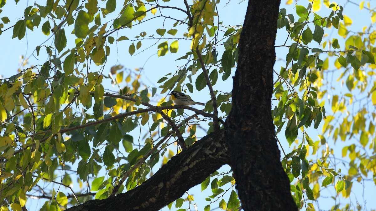 Goldkehl-Waldsänger - ML646005488