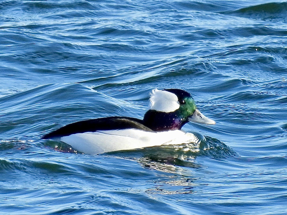 Гоголь малий - ML646005489