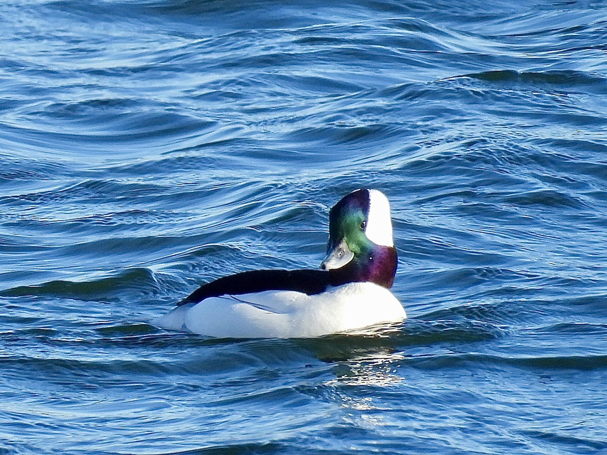 Гоголь малий - ML646005490