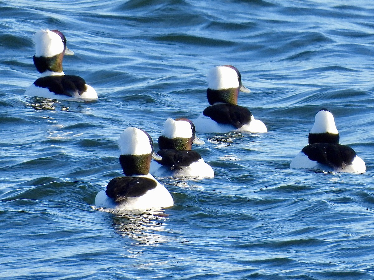 Гоголь малий - ML646005491