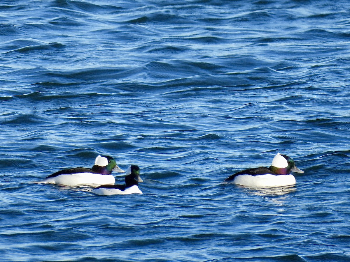 Гоголь малий - ML646005492