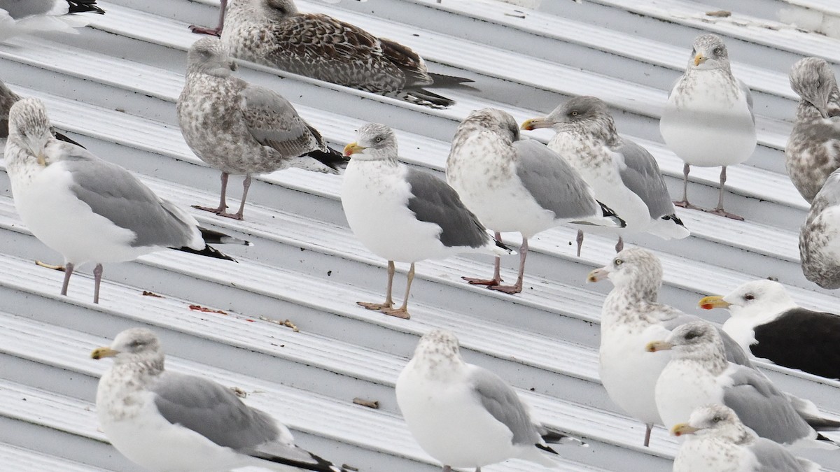 American Herring x Lesser Black-backed Gull (hybrid) - ML646005493