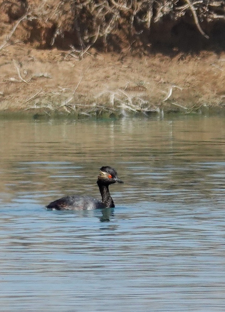 Grèbe à cou noir - ML646005495