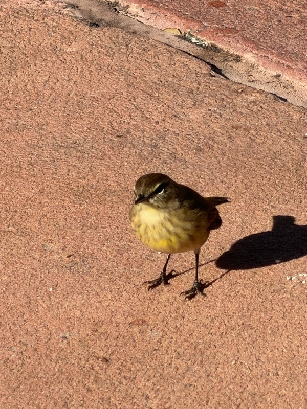 Palm Warbler - ML646005497