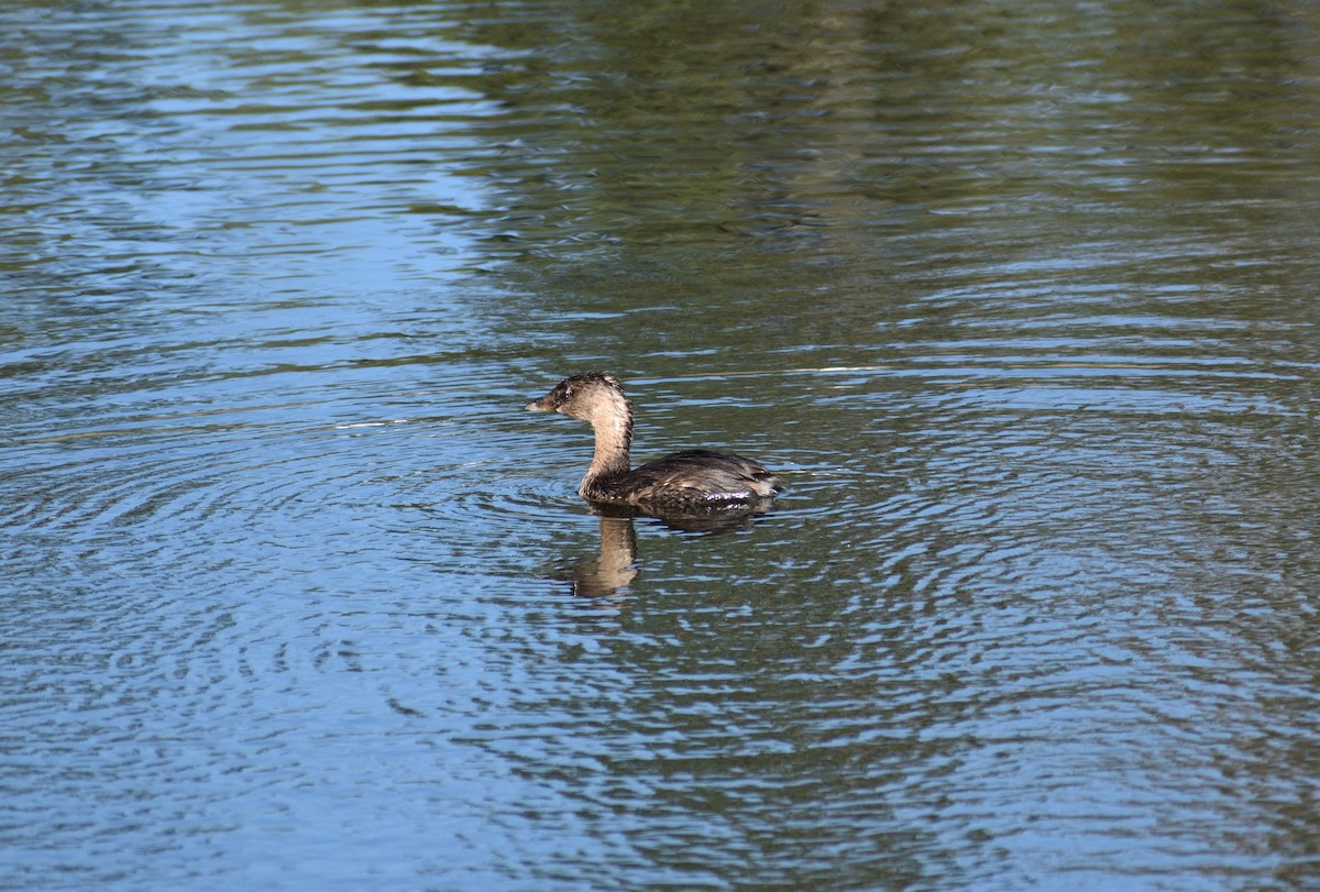 Pied-billed Grebe - ML646005498