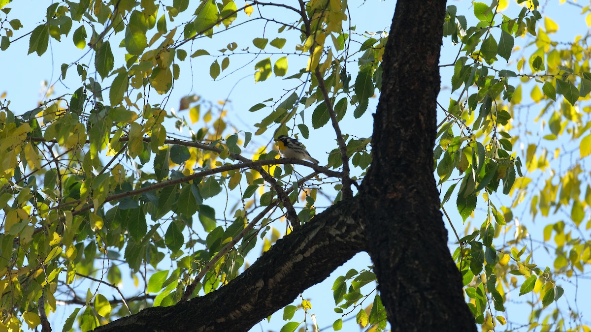 Yellow-throated Warbler - ML646005499
