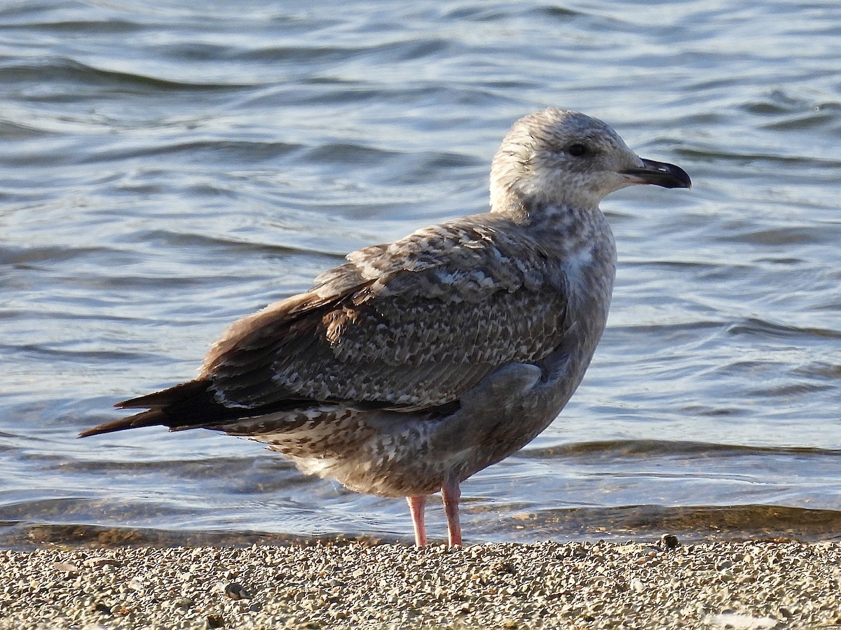 Мартин американський - ML646005500