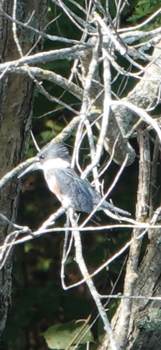 Belted Kingfisher - ML646005504