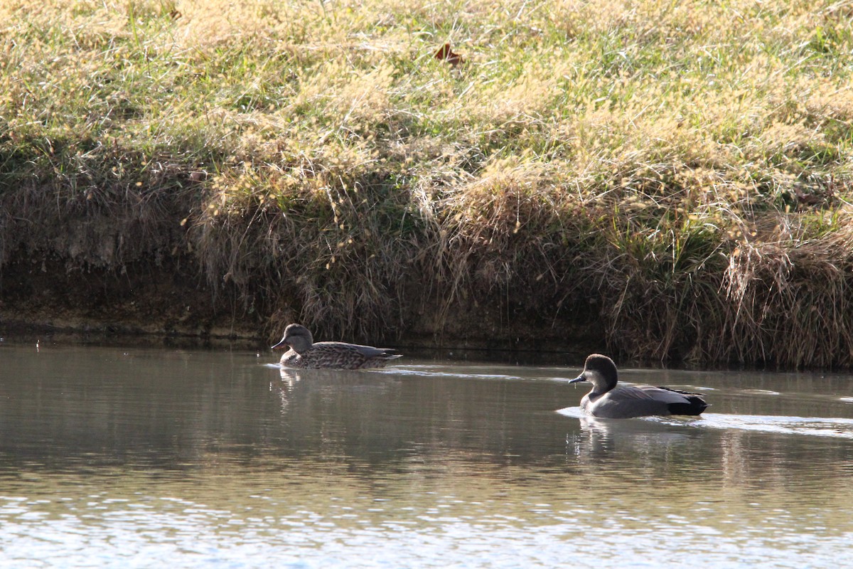 Gadwall - ML646005505