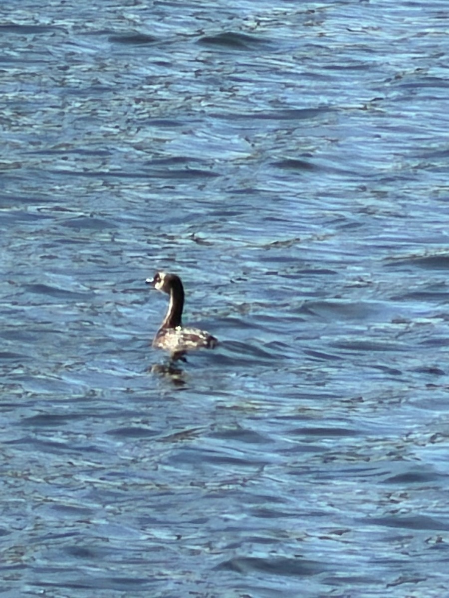 Pied-billed Grebe - ML646005506