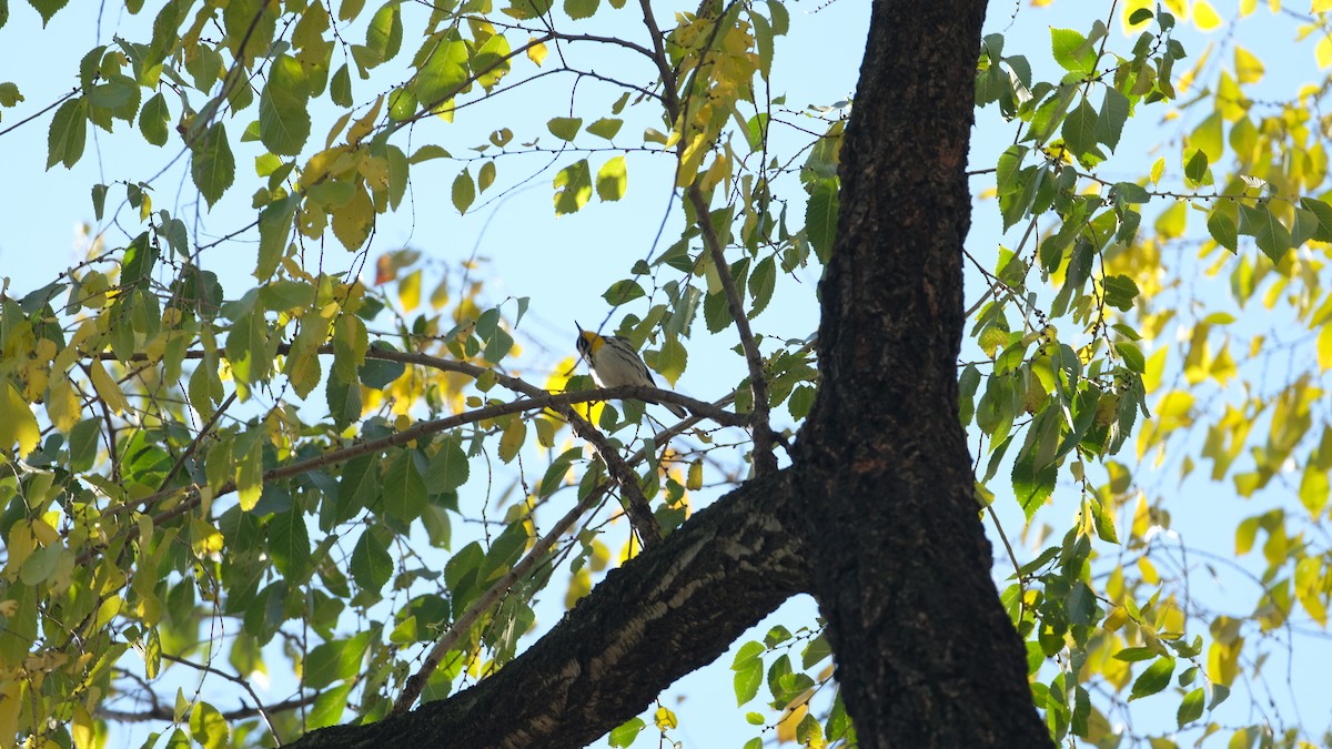 Yellow-throated Warbler - ML646005507