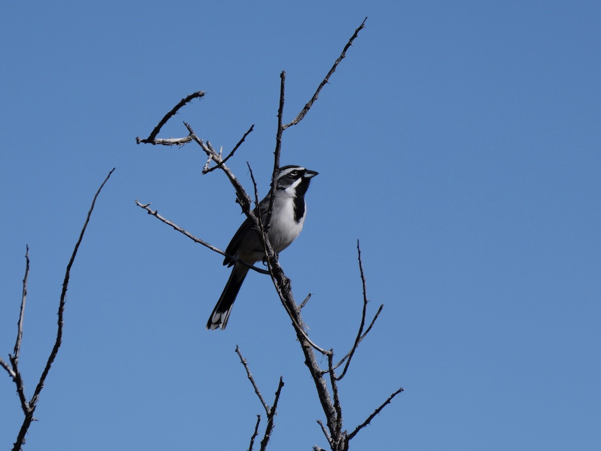 Black-throated Sparrow - ML646005508