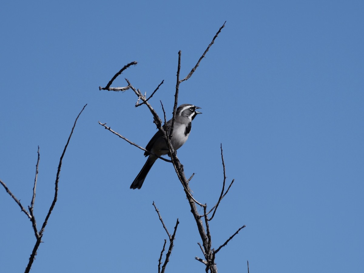 Black-throated Sparrow - ML646005509