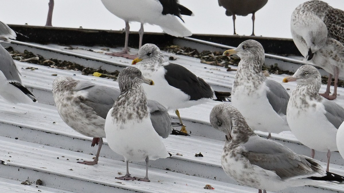 Lesser Black-backed Gull - ML646005510