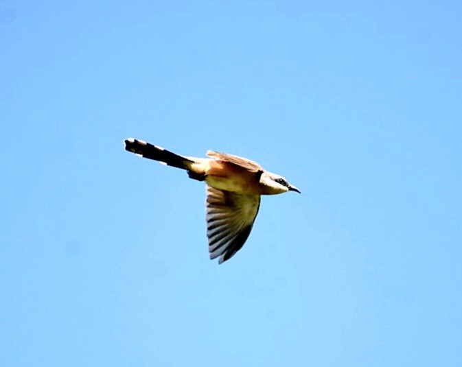 Dark-billed Cuckoo - ML646005511