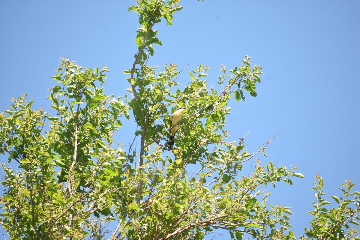 Dark-billed Cuckoo - ML646005512