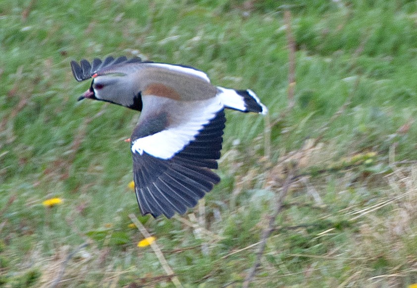 Southern Lapwing (chilensis/fretensis) - ML646005514