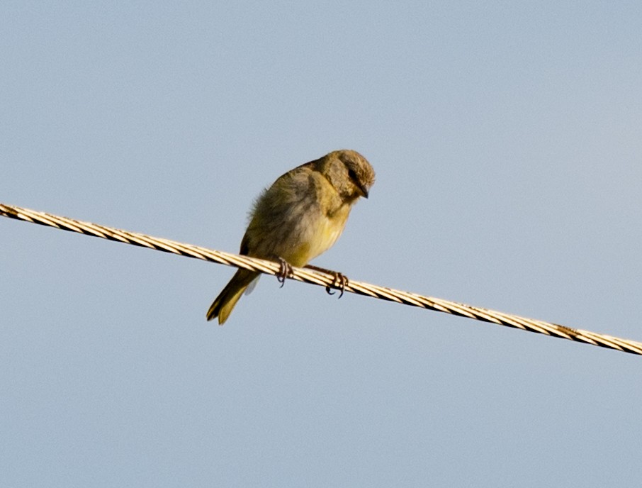 Great Kiskadee - ML646005517