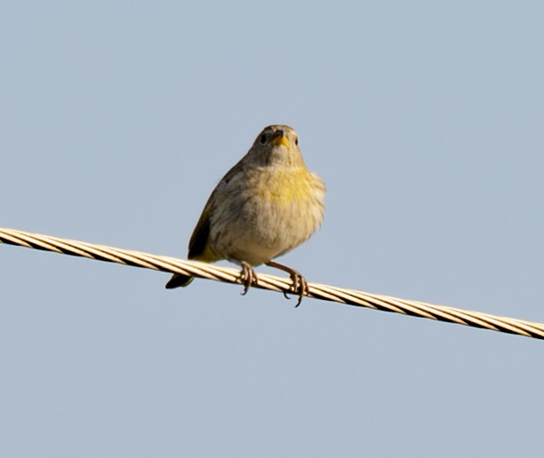 Great Kiskadee - ML646005518