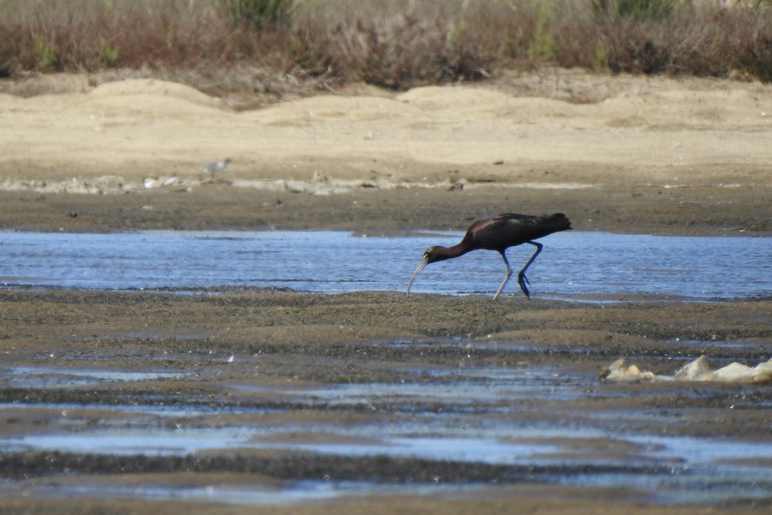 Glossy Ibis - ML646005519