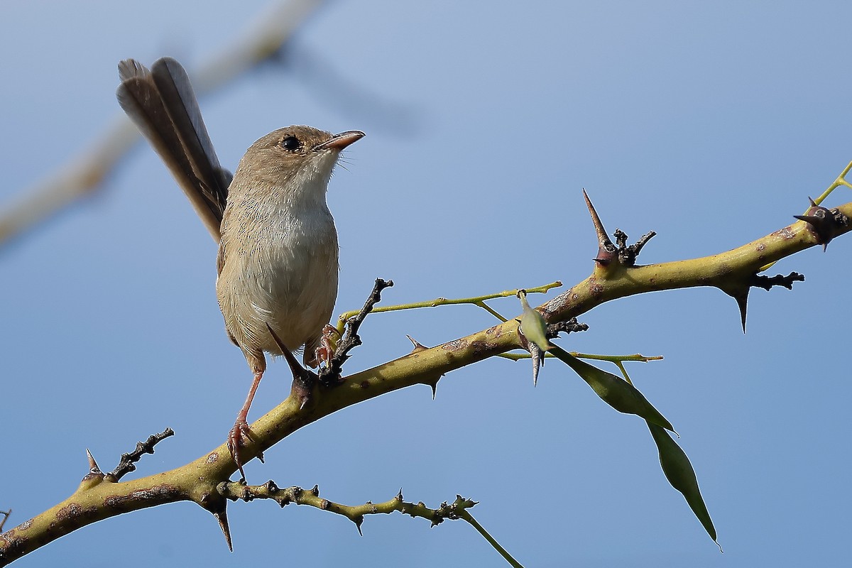 Red-backed Fairywren - ML646005523