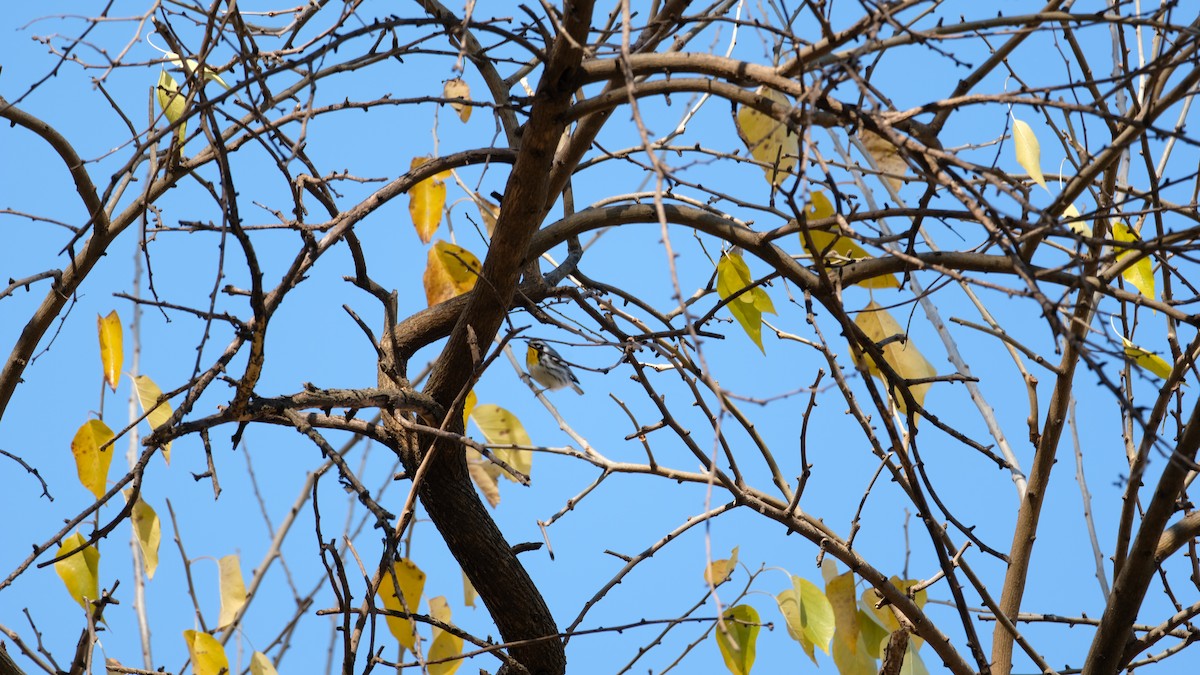 Yellow-throated Warbler - ML646005524