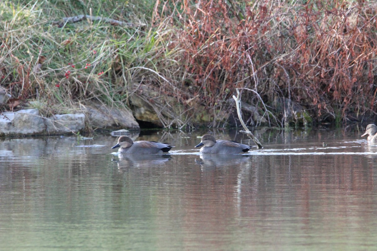 Gadwall - ML646005525
