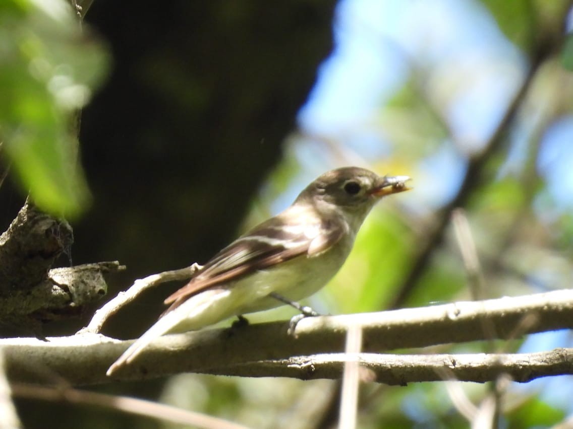 Acadian Flycatcher - ML646005526