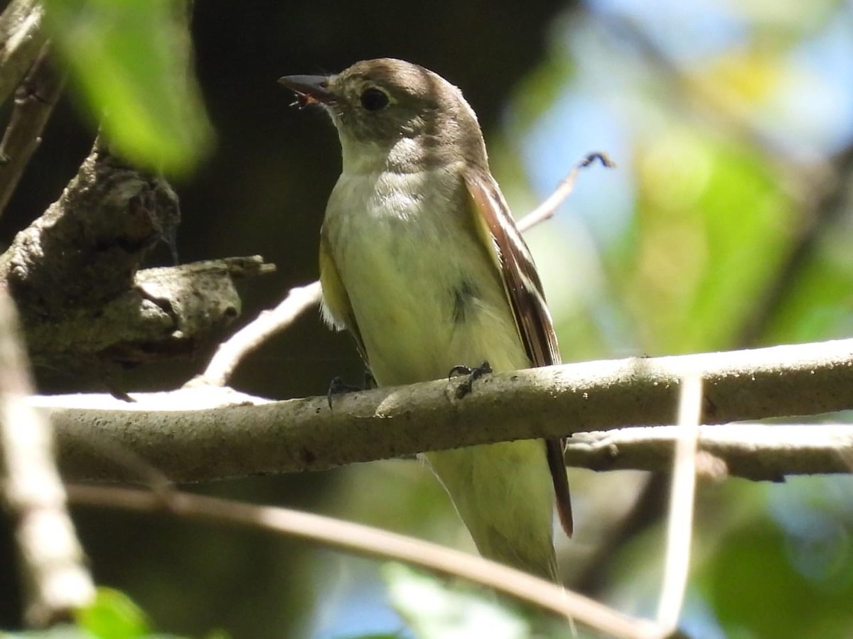 Acadian Flycatcher - ML646005527