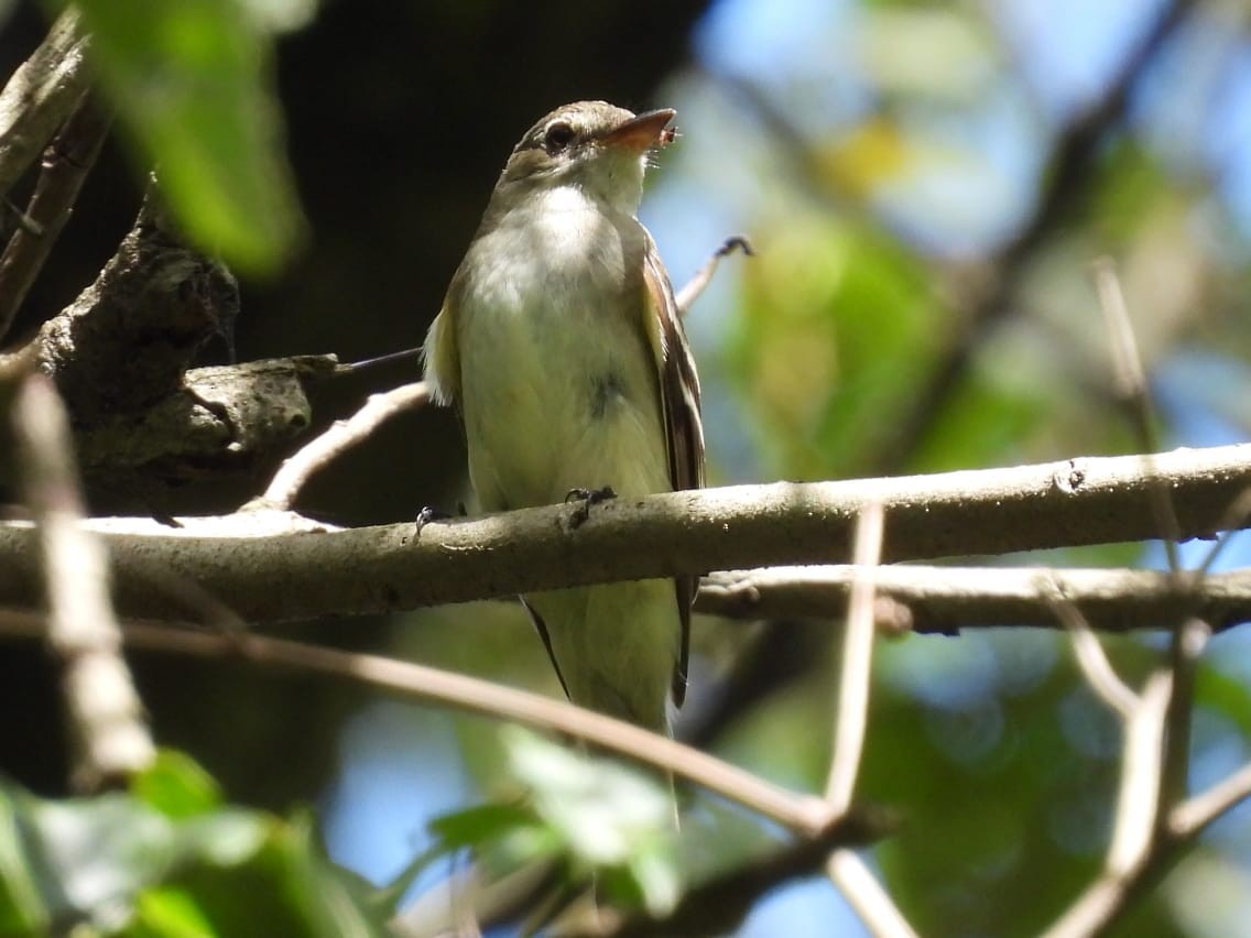 Acadian Flycatcher - ML646005528