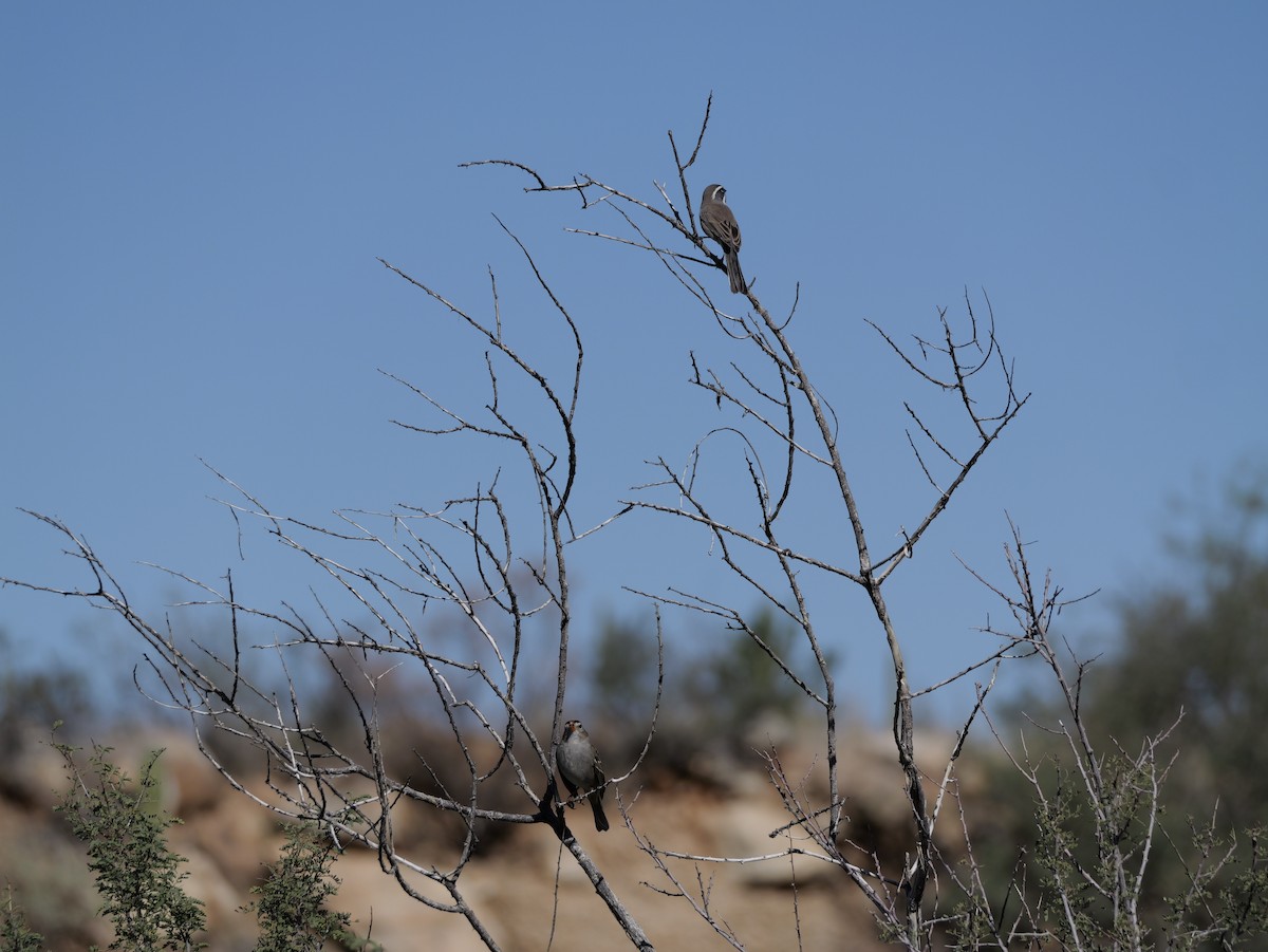 Black-throated Sparrow - ML646005529