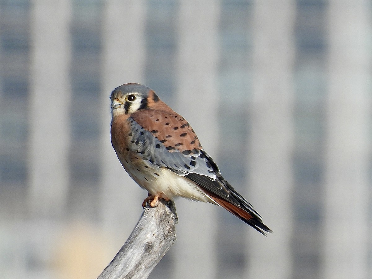American Kestrel - ML646005530