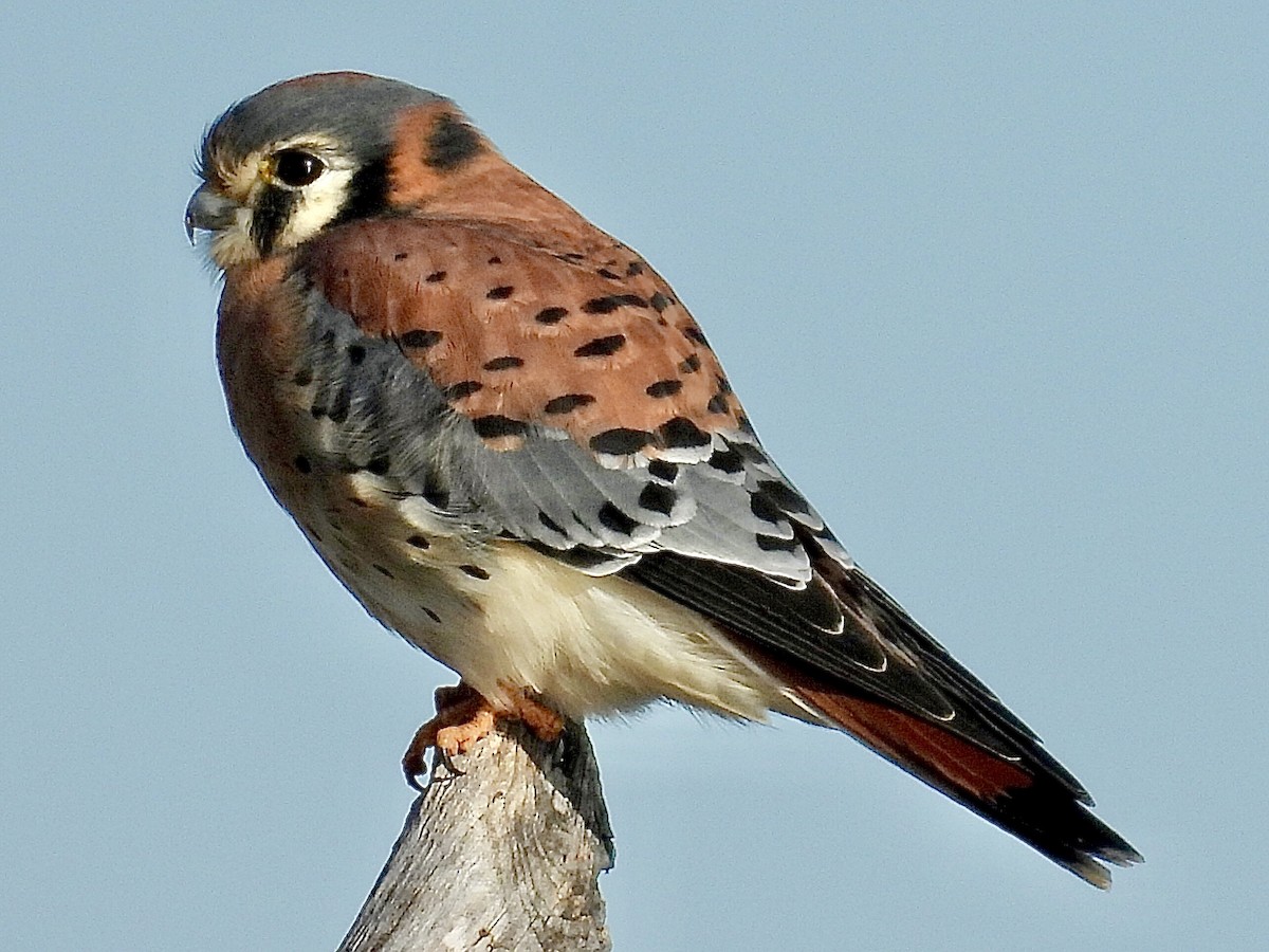 American Kestrel - ML646005531