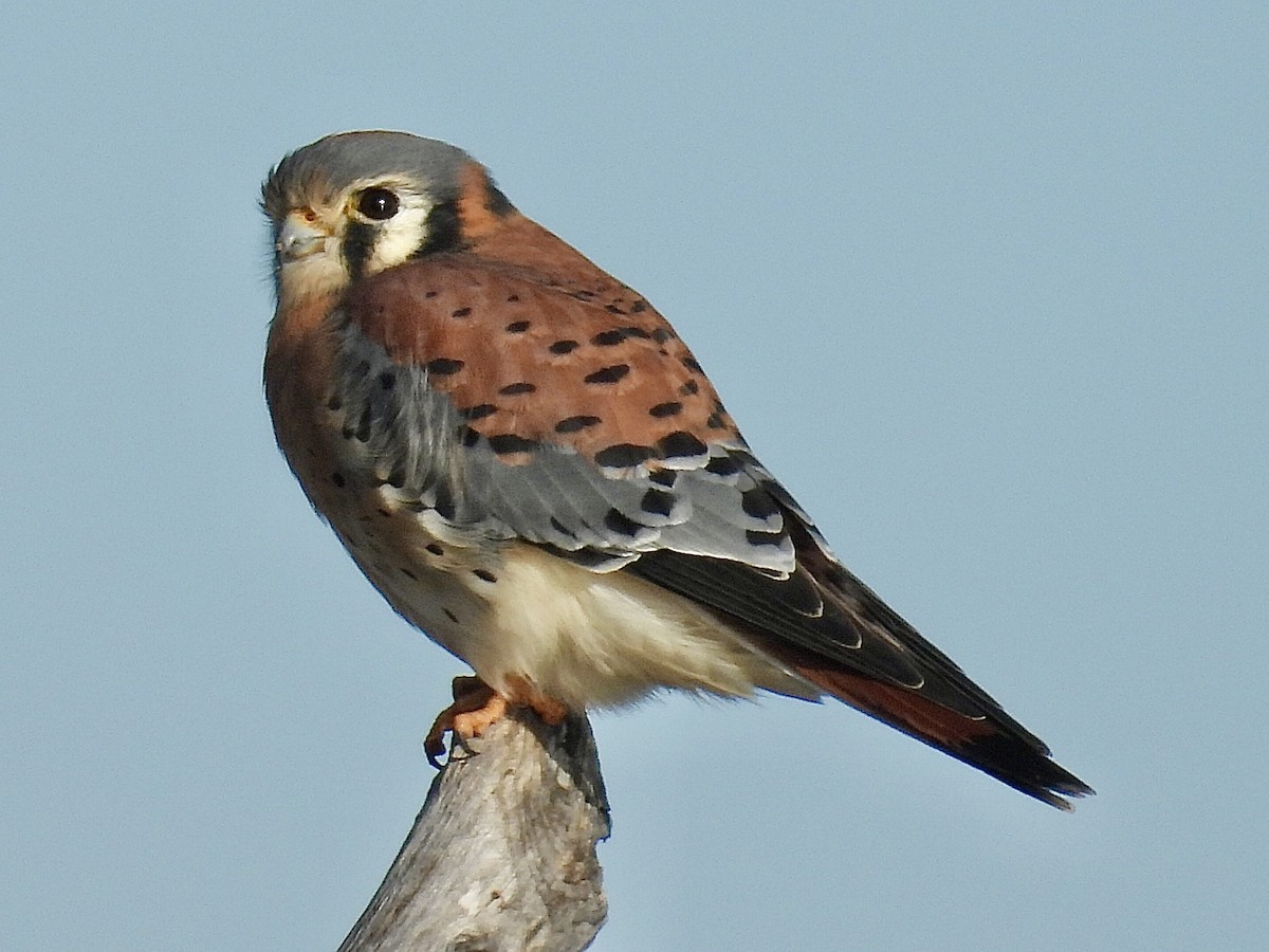 American Kestrel - ML646005533
