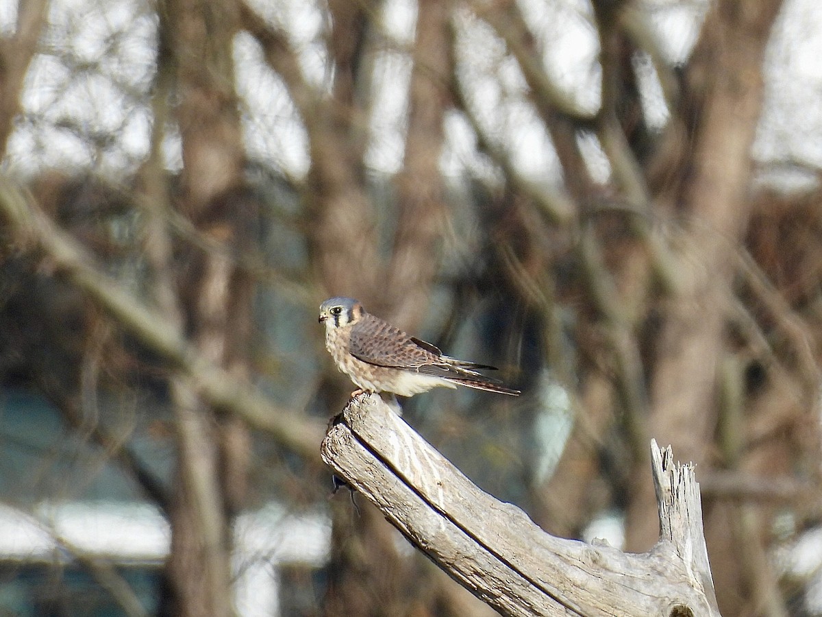 American Kestrel - ML646005534
