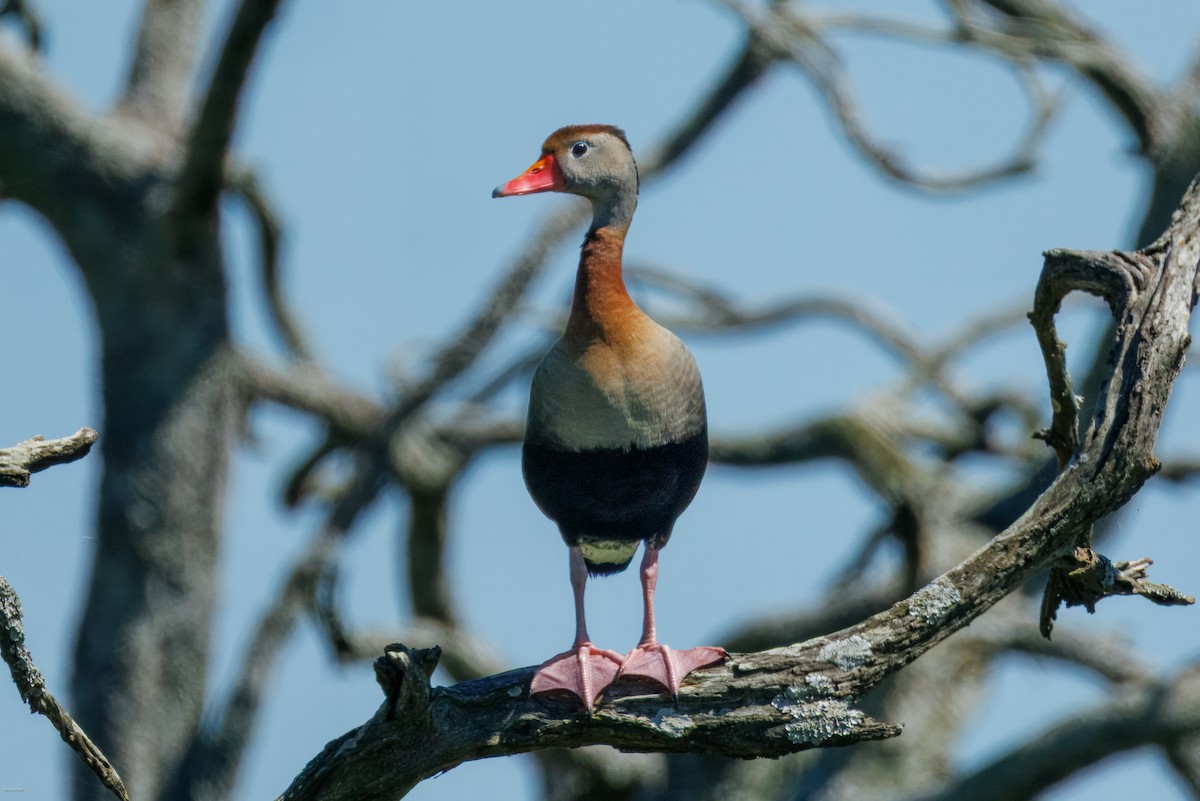 Black-bellied Whistling-Duck - ML646005535