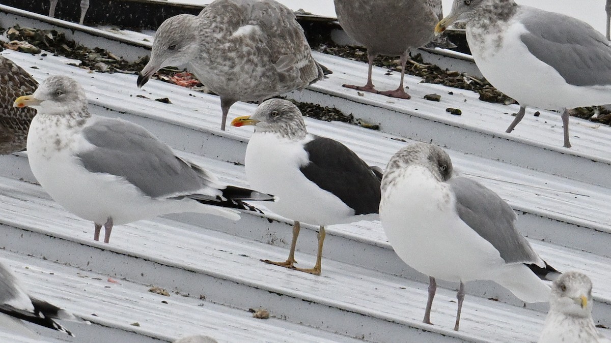 Lesser Black-backed Gull - ML646005536