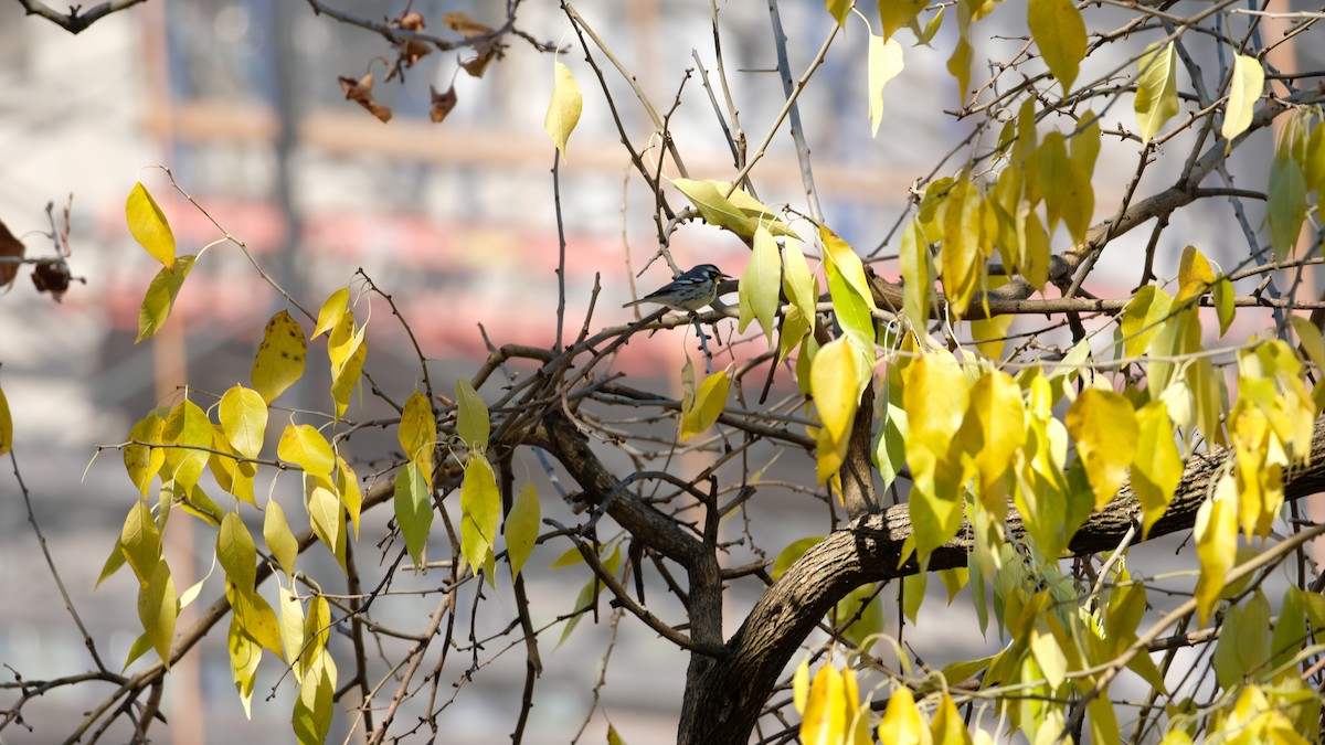 Goldkehl-Waldsänger - ML646005537