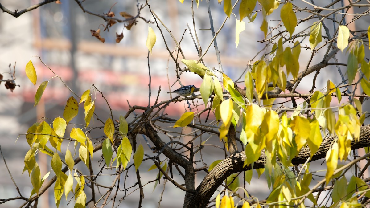 Goldkehl-Waldsänger - ML646005542