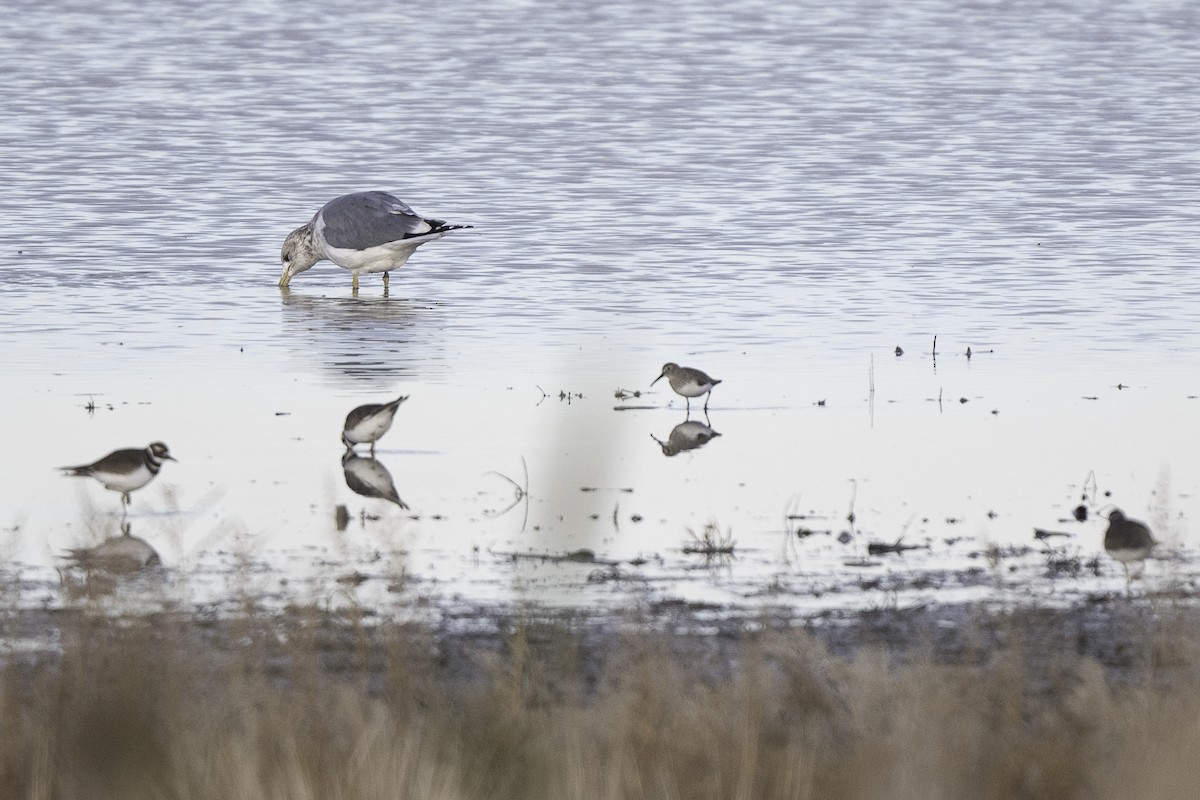 Dunlin - ML646005543