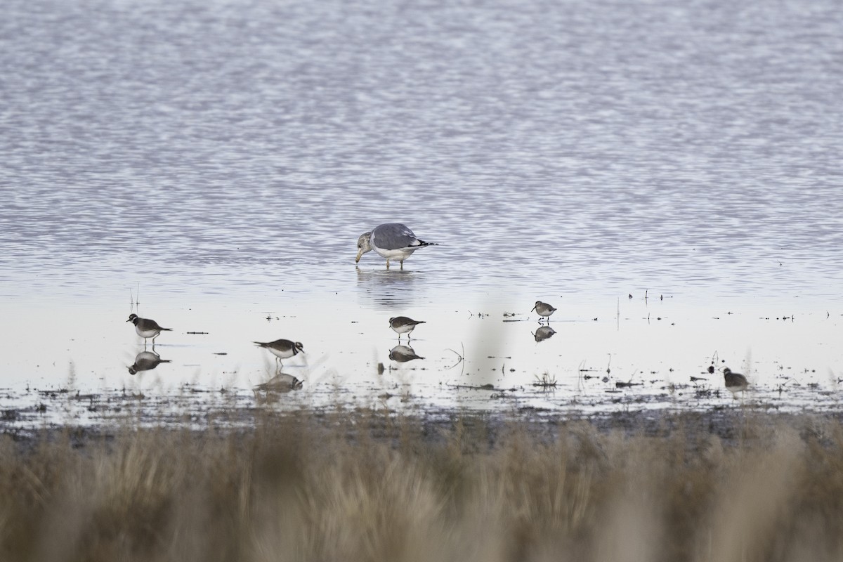 Dunlin - ML646005544