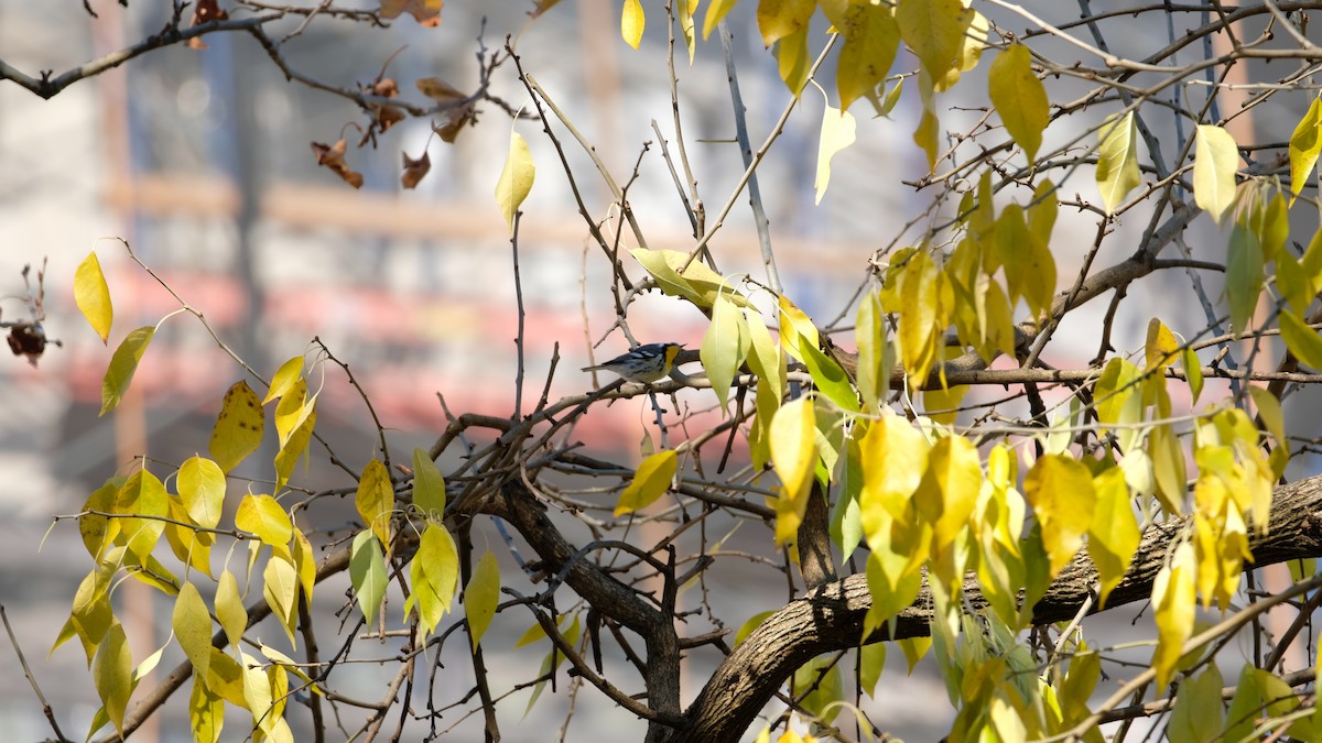 Goldkehl-Waldsänger - ML646005545