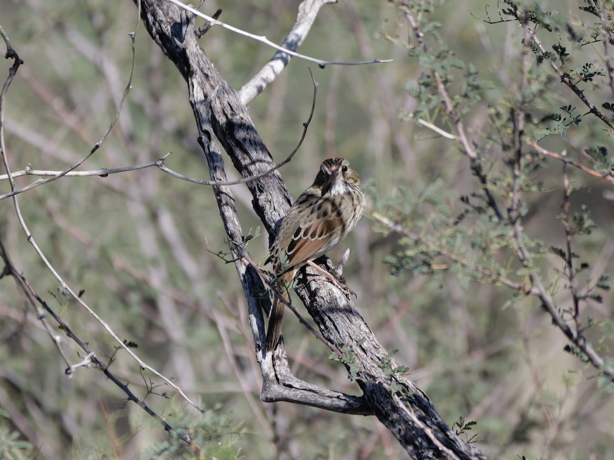 Lincoln's Sparrow - ML646005546