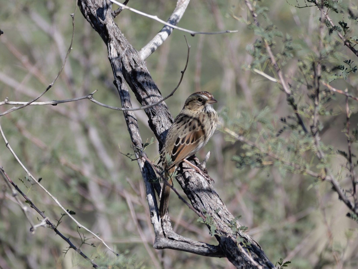 Lincoln's Sparrow - ML646005548