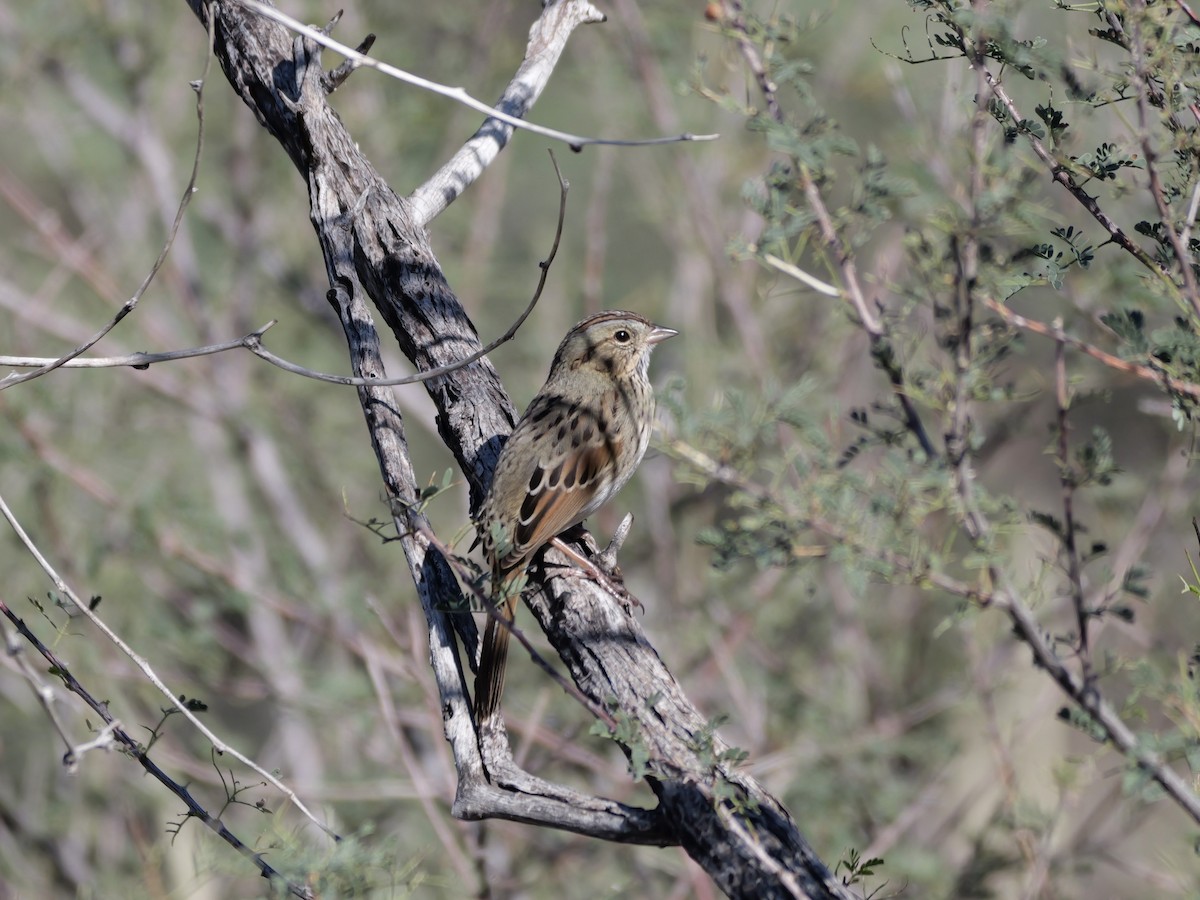 Lincoln's Sparrow - ML646005549