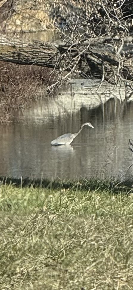 Great Blue Heron - ML646005551