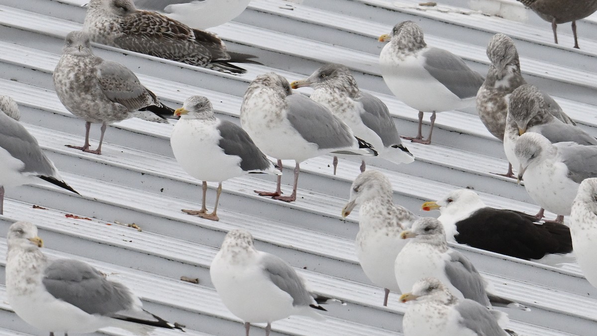 American Herring x Lesser Black-backed Gull (hybrid) - ML646005552
