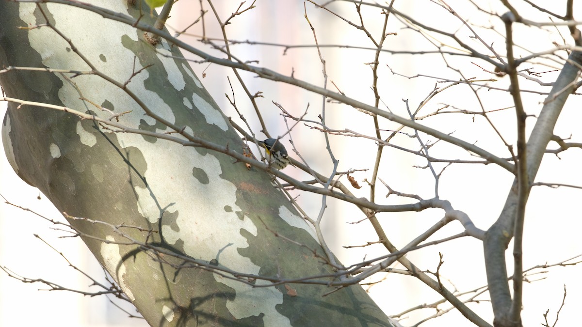 Goldkehl-Waldsänger - ML646005556