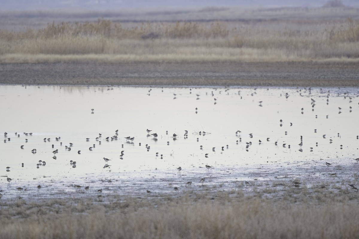 Least Sandpiper - ML646005563